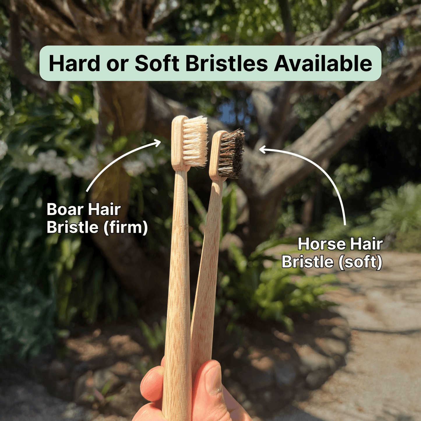 TOXIN DODGER Boar or Horse Bristle Toothbrush (4 Pack)