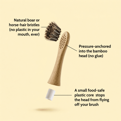 Natural Bristle Electric Toothbrush Heads (Sonicare Compatible) - 4 pack - Toxin Dodger