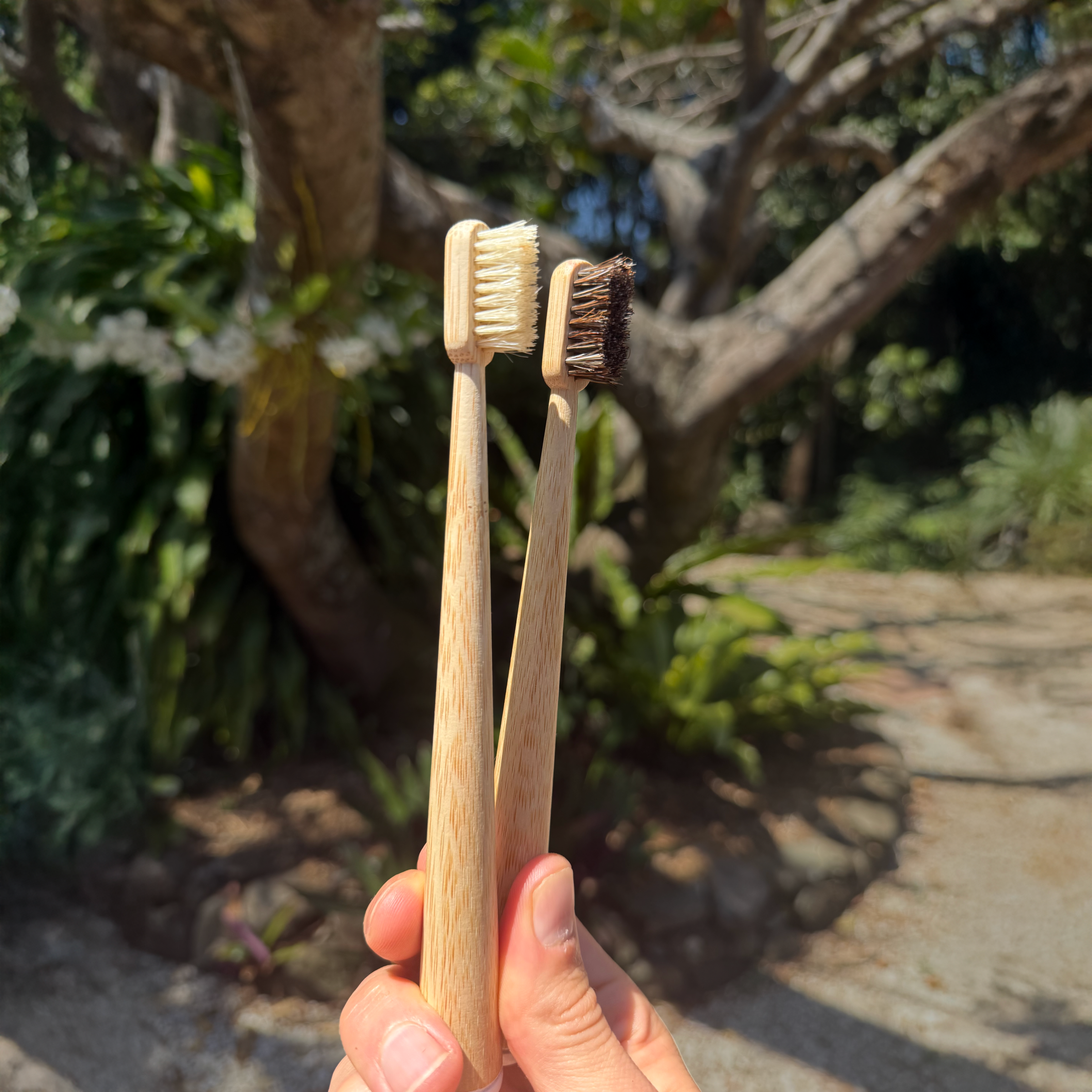Toxin Dodger boar and horse bristle bamboo toothbrushes held outdoors
